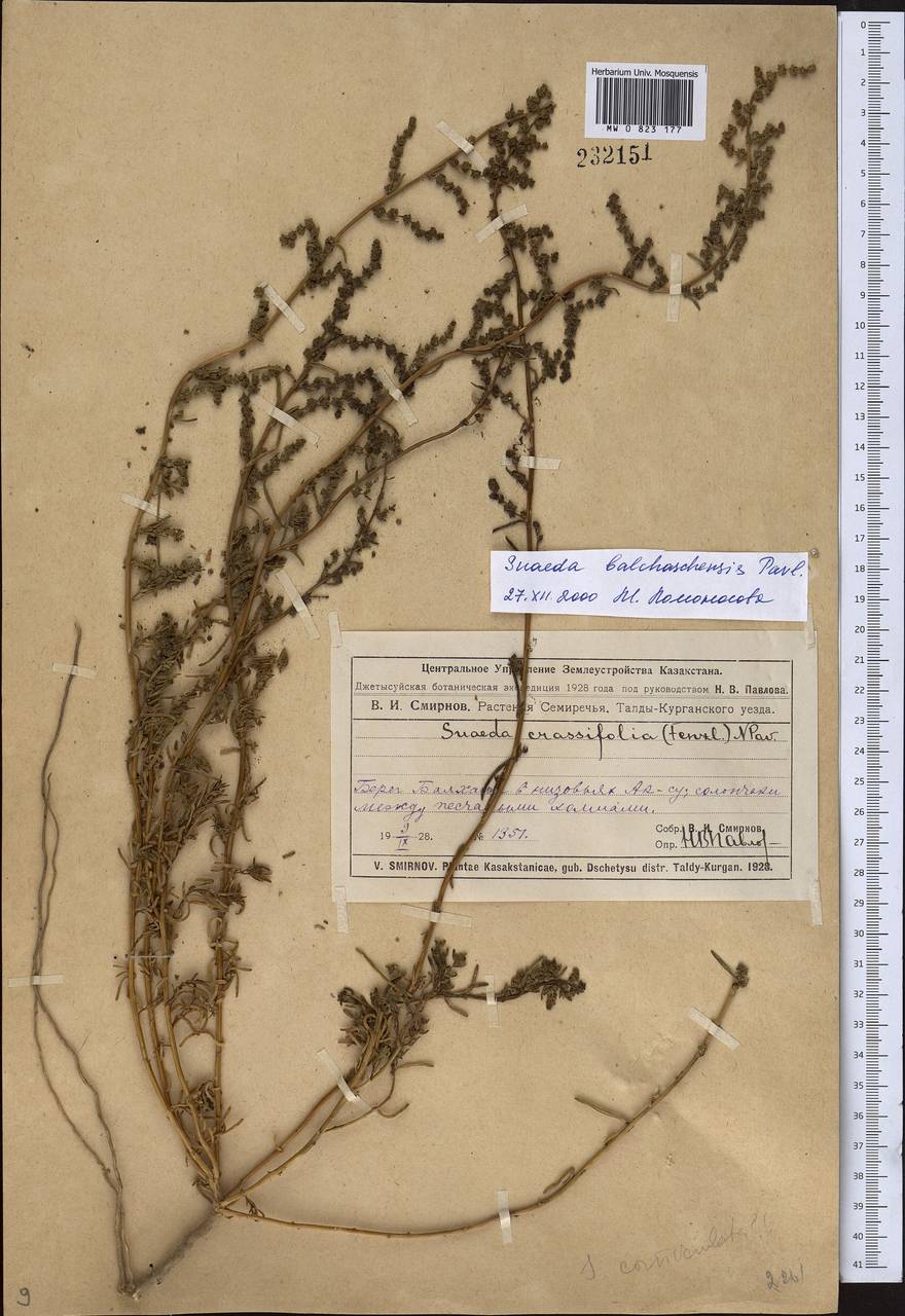 Bienertia kossinskyi (Iljin) Tzvelev, Middle Asia, Muyunkumy, Balkhash & Betpak-Dala (M9) (Kazakhstan)