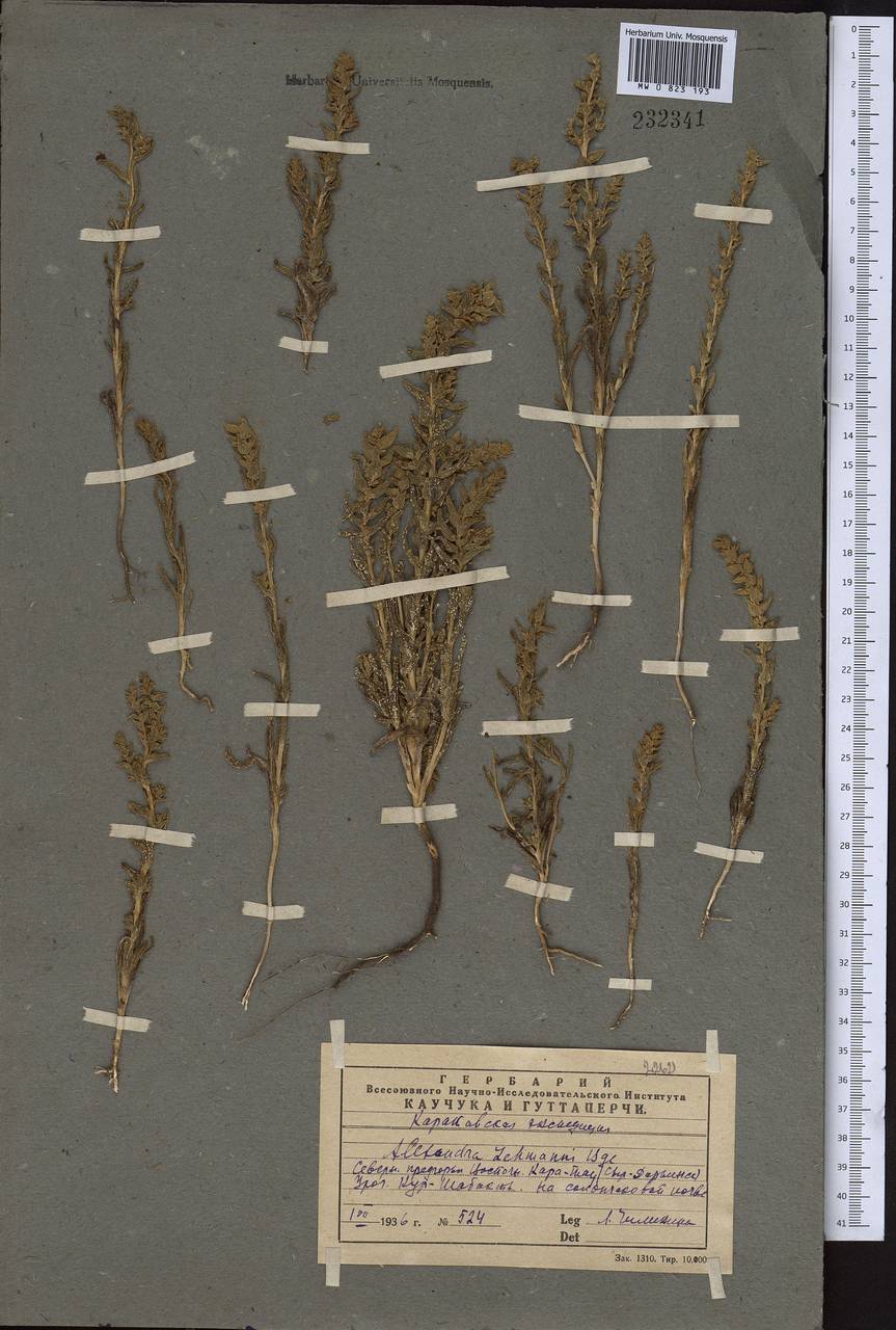 Suaeda lehmannii (Bunge) Kapralov, Akhani & Roalson, Middle Asia, Western Tian Shan & Karatau (M3) (Kazakhstan)