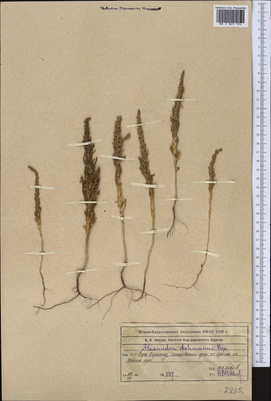 Suaeda lehmannii (Bunge) Kapralov, Akhani & Roalson, Middle Asia, Western Tian Shan & Karatau (M3) (Kazakhstan)