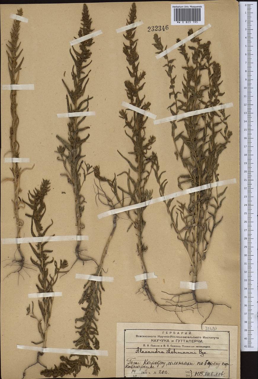 Suaeda lehmannii (Bunge) Kapralov, Akhani & Roalson, Middle Asia, Western Tian Shan & Karatau (M3) (Kazakhstan)