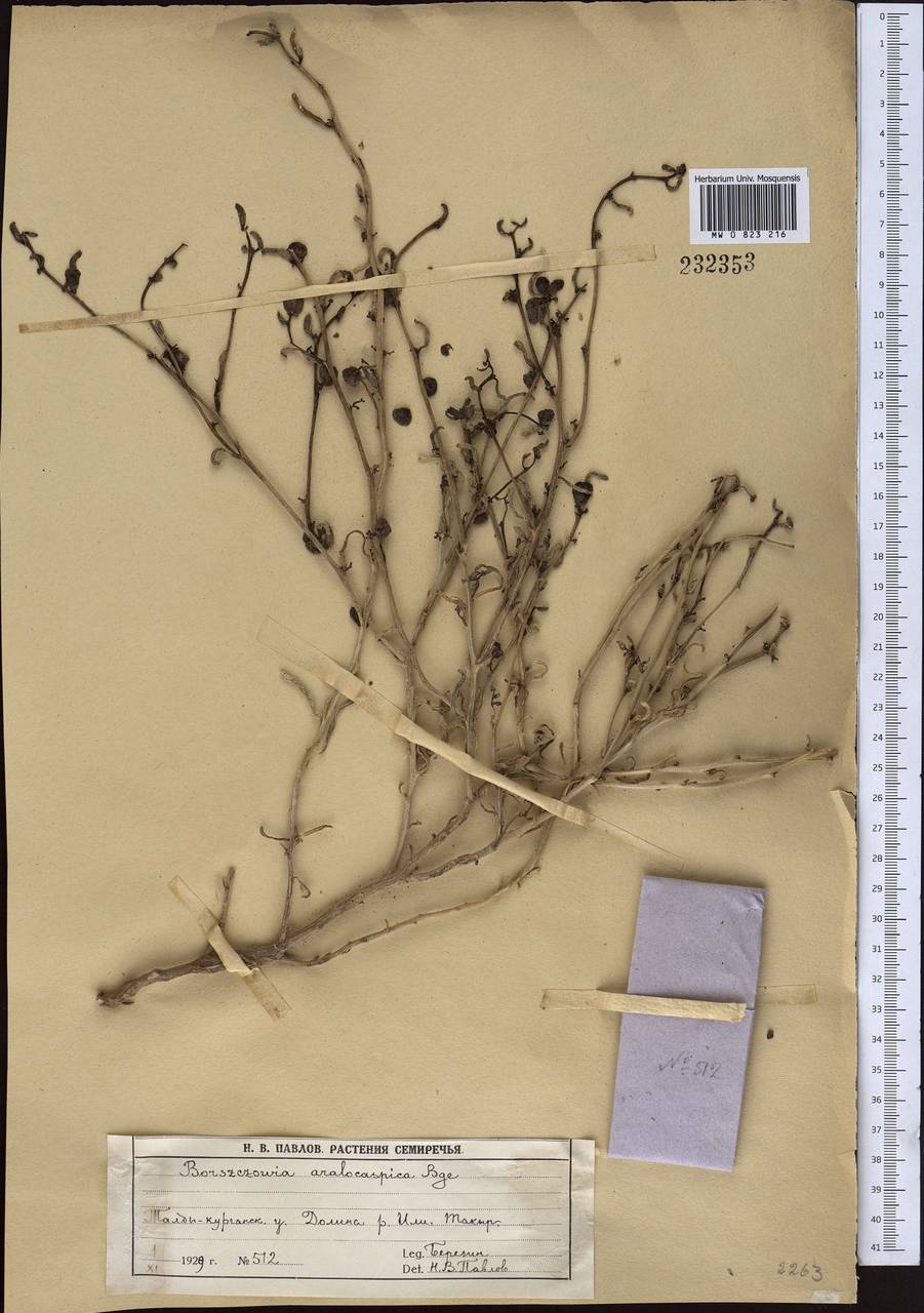 Suaeda aralocaspica (Bunge) Freitag & Schütze, Middle Asia, Muyunkumy, Balkhash & Betpak-Dala (M9) (Kazakhstan)