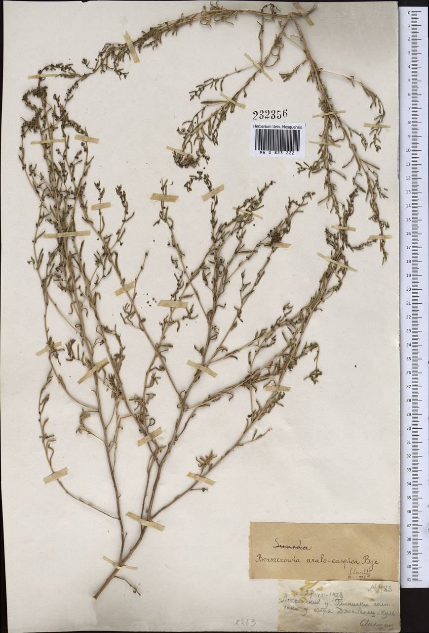 Suaeda aralocaspica (Bunge) Freitag & Schütze, Middle Asia, Muyunkumy, Balkhash & Betpak-Dala (M9) (Kazakhstan)