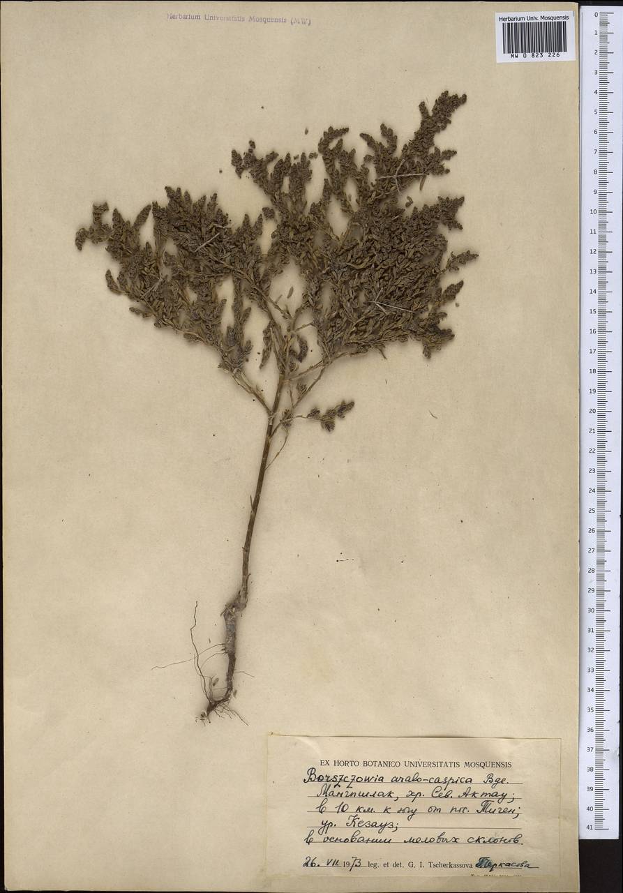 Suaeda aralocaspica (Bunge) Freitag & Schütze, Middle Asia, Caspian Ustyurt & Northern Aralia (M8) (Kazakhstan)