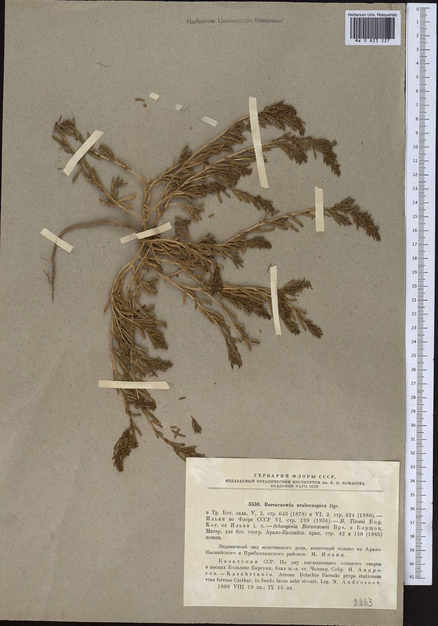 Suaeda aralocaspica (Bunge) Freitag & Schütze, Middle Asia, Caspian Ustyurt & Northern Aralia (M8) (Kazakhstan)