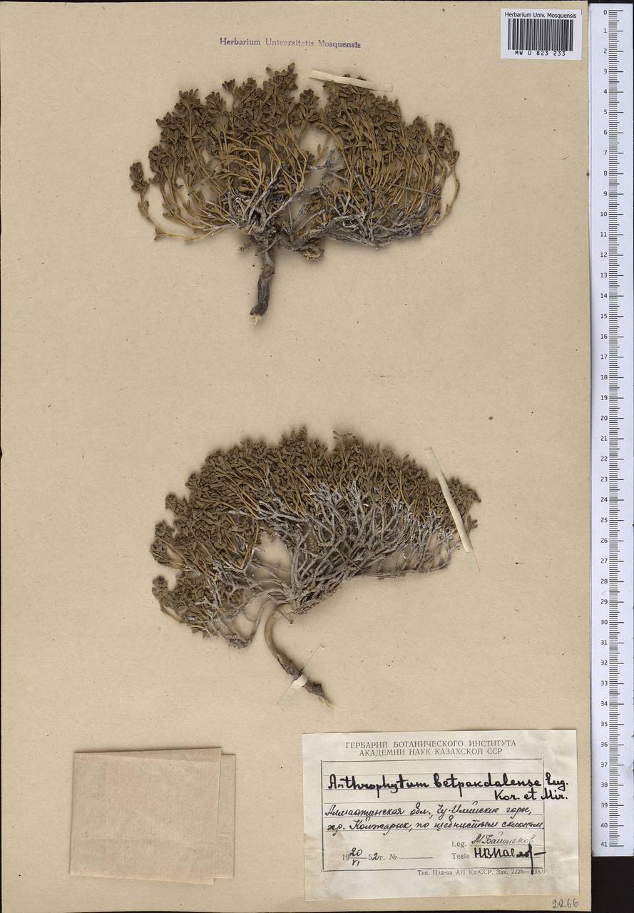 Arthrophytum betpakdalense Korovin & Mironov, Middle Asia, Northern & Central Tian Shan (M4) (Kazakhstan)
