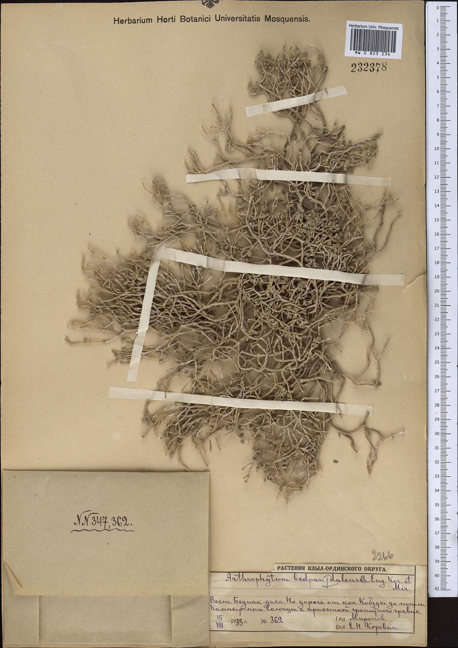Arthrophytum betpakdalense Korovin & Mironov, Middle Asia, Muyunkumy, Balkhash & Betpak-Dala (M9) (Kazakhstan)
