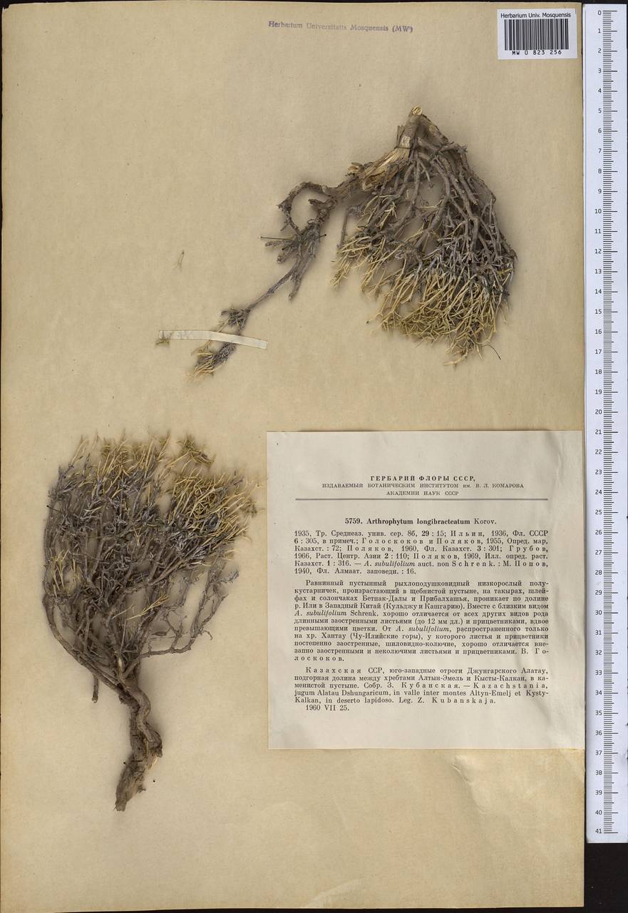 Arthrophytum longibracteatum Korovin, Middle Asia, Dzungarian Alatau & Tarbagatai (M5) (Kazakhstan)