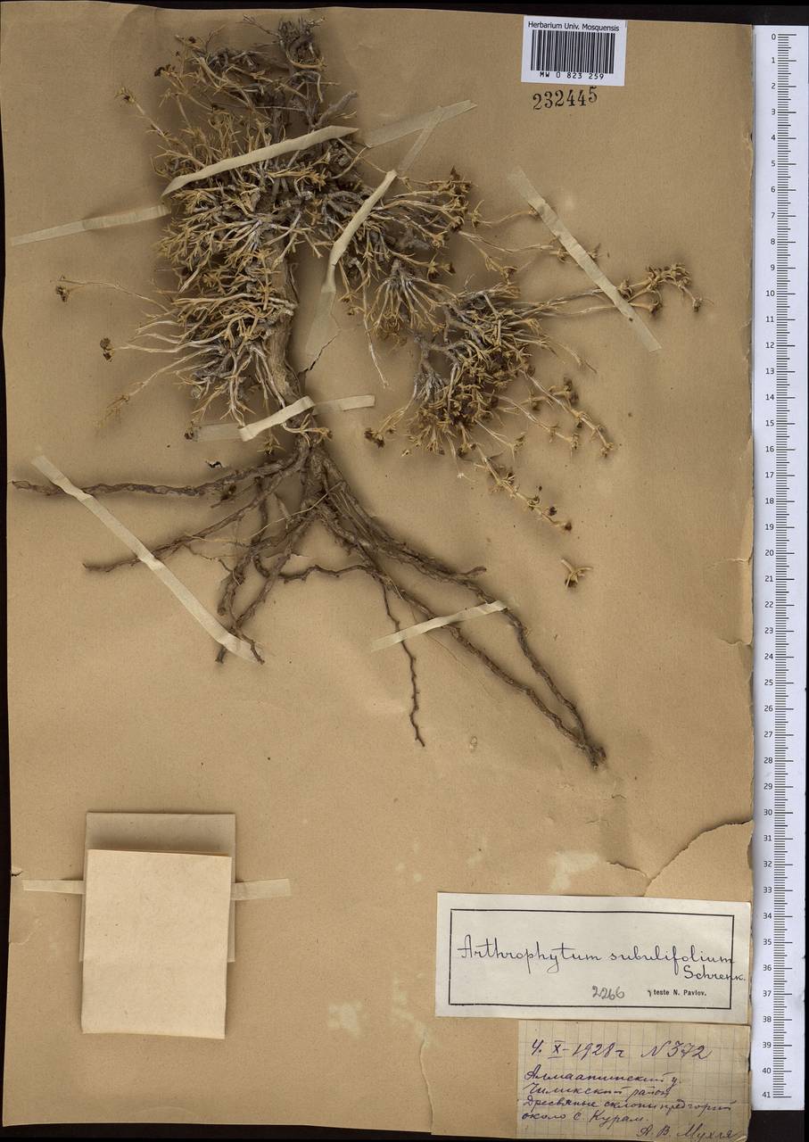 Arthrophytum subulifolium Schrenk, Middle Asia, Northern & Central Tian Shan (M4) (Kazakhstan)