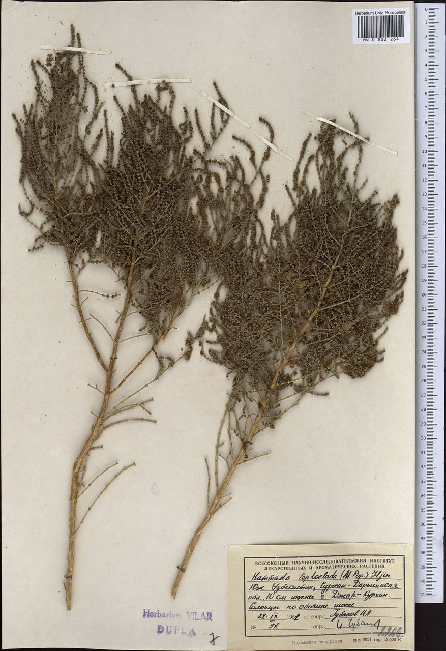 Haloxylon griffithii subsp. griffithii, Middle Asia, Pamir & Pamiro-Alai (M2) (Uzbekistan)