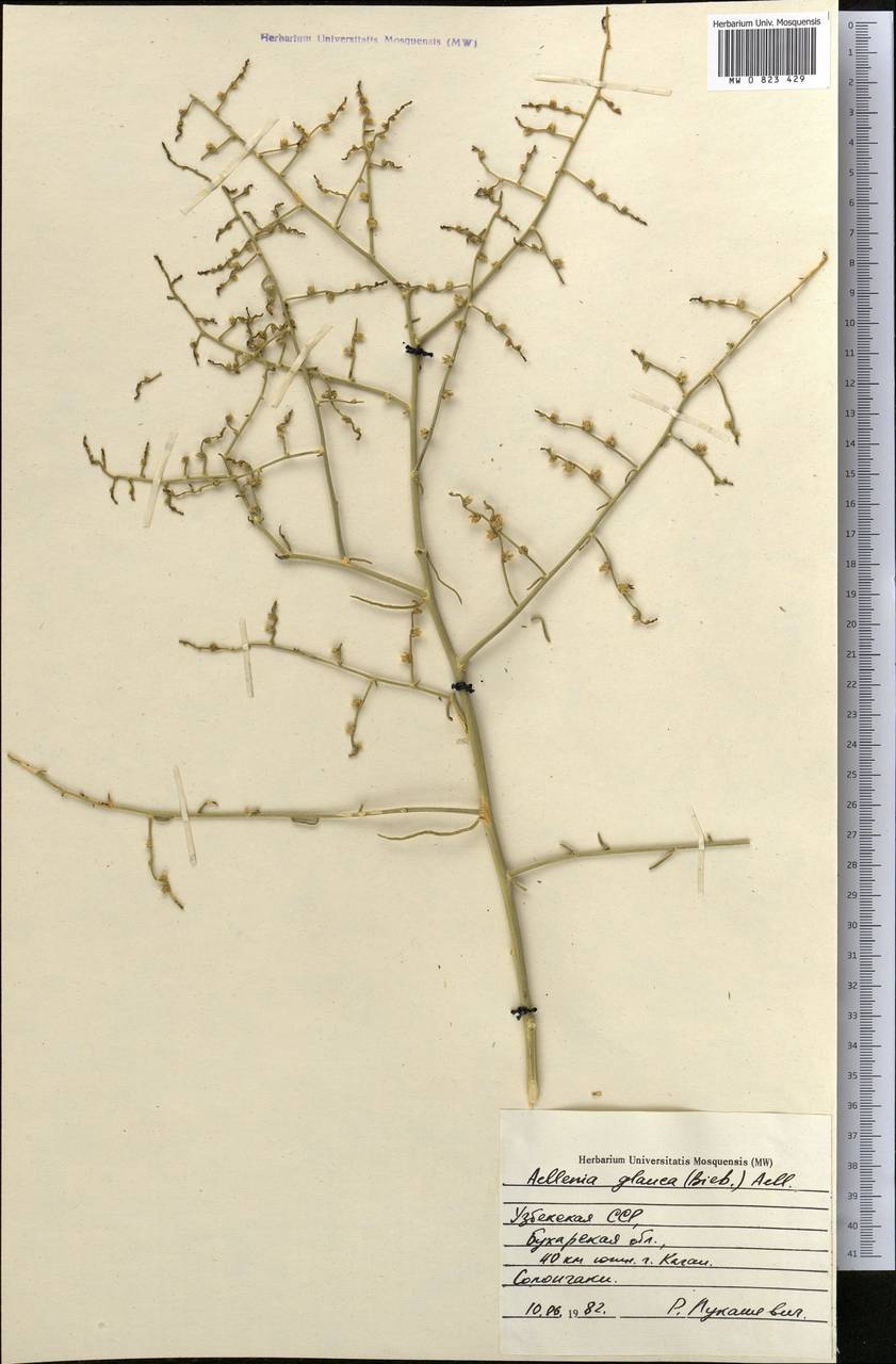 Halothamnus glaucus (M. Bieb.) Botsch., Middle Asia, Syr-Darian deserts & Kyzylkum (M7) (Uzbekistan)