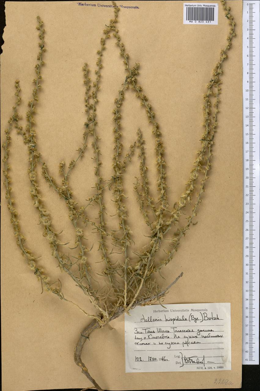 Halothamnus glaucus subsp. hispidulus (Bunge) Kothe-Heinr., Middle Asia, Western Tian Shan & Karatau (M3) (Kyrgyzstan)