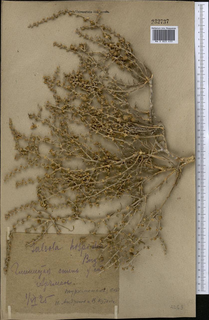 Halothamnus glaucus subsp. hispidulus (Bunge) Kothe-Heinr., Middle Asia, Karakum (M6) (Turkmenistan)