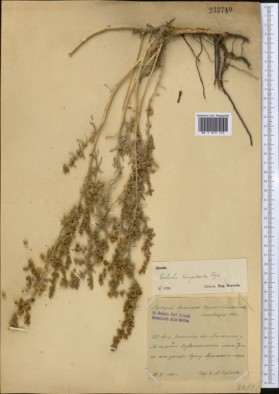 Halothamnus glaucus subsp. hispidulus (Bunge) Kothe-Heinr., Middle Asia, Caspian Ustyurt & Northern Aralia (M8) (Kazakhstan)