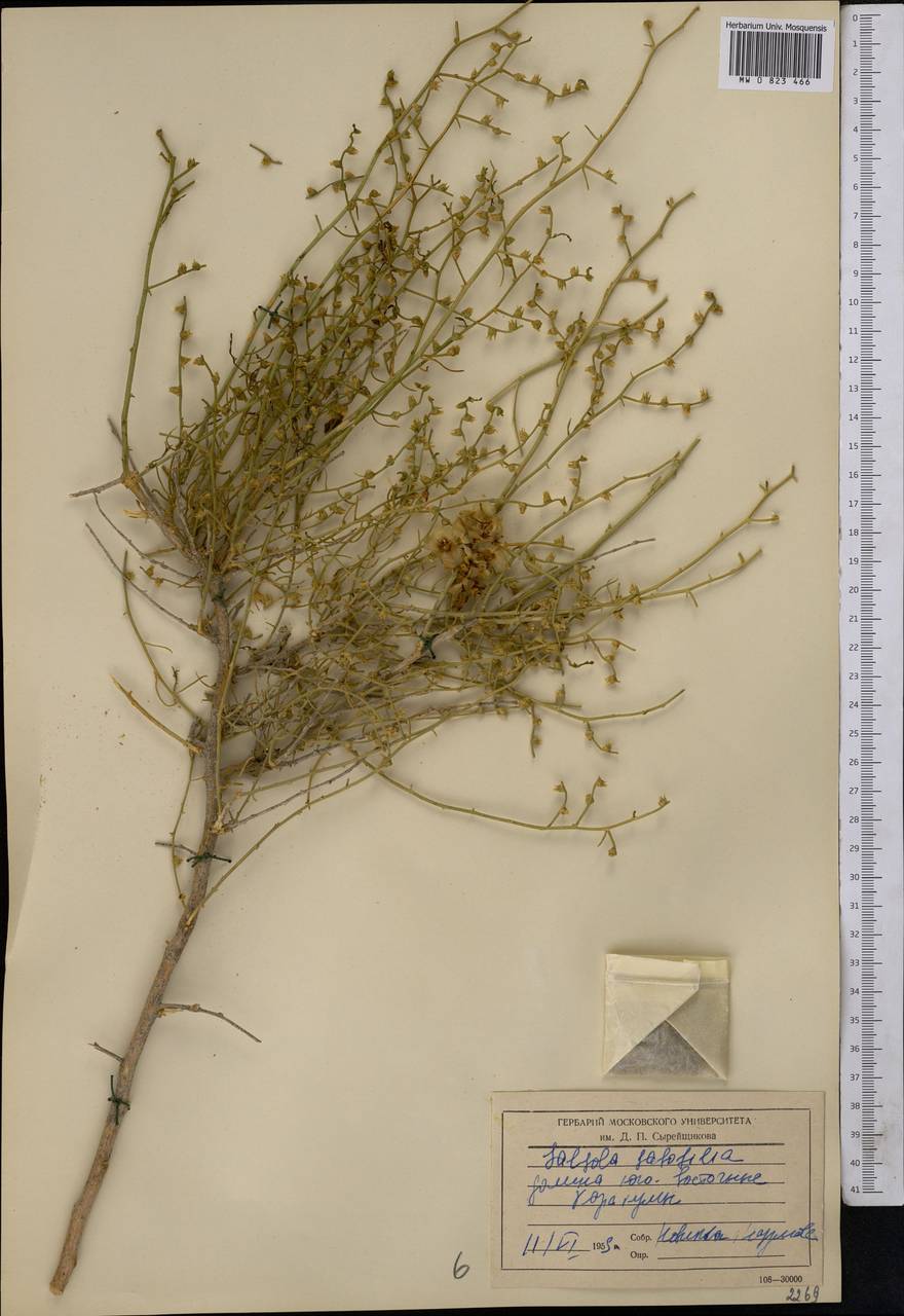 Halothamnus subaphyllus (C. A. Mey.) Botsch., Middle Asia, Karakum (M6) (Turkmenistan)