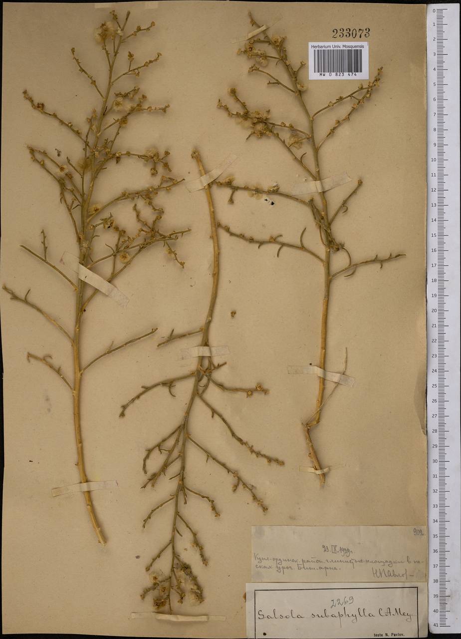 Halothamnus subaphyllus (C. A. Mey.) Botsch., Middle Asia, Syr-Darian deserts & Kyzylkum (M7) (Kazakhstan)