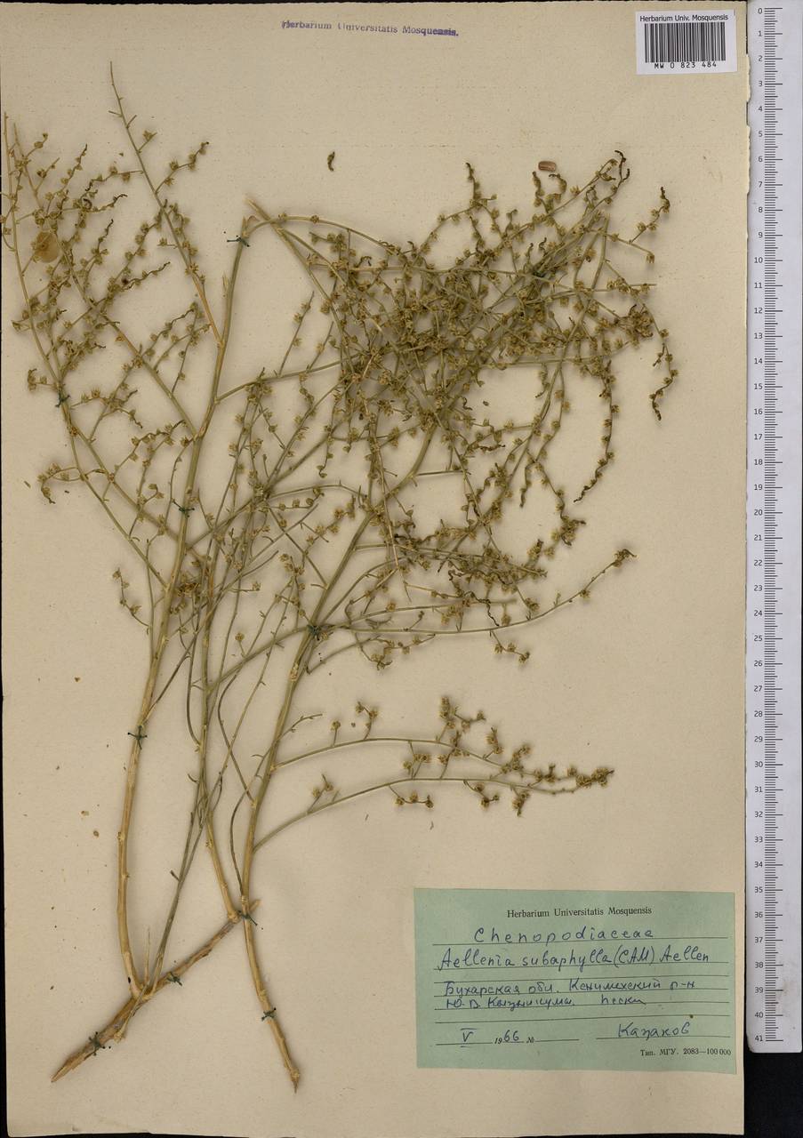 Halothamnus subaphyllus (C. A. Mey.) Botsch., Middle Asia, Syr-Darian deserts & Kyzylkum (M7) (Uzbekistan)