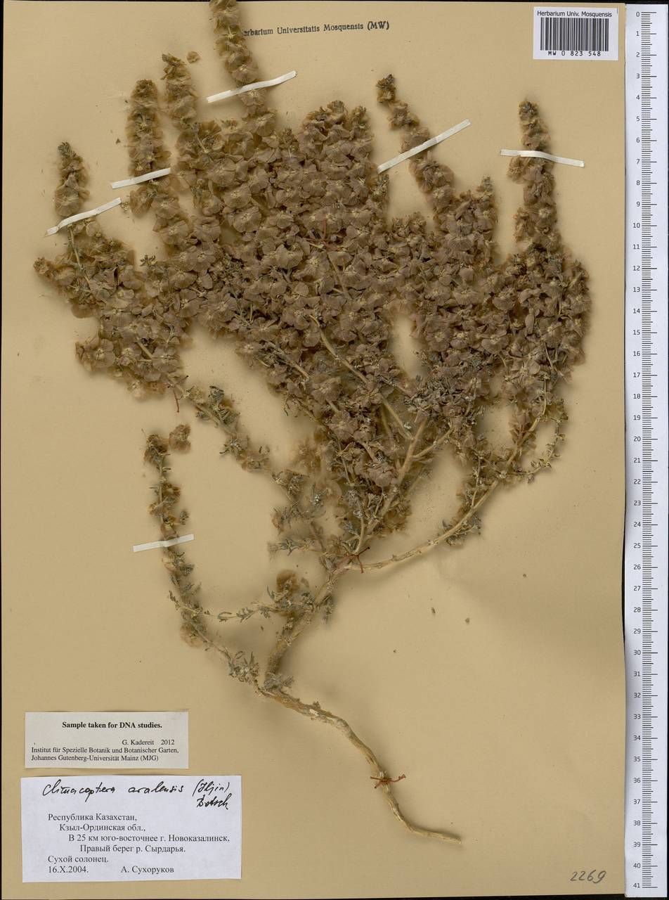Climacoptera aralensis (Iljin) Botsch., Middle Asia, Syr-Darian deserts & Kyzylkum (M7) (Kazakhstan)