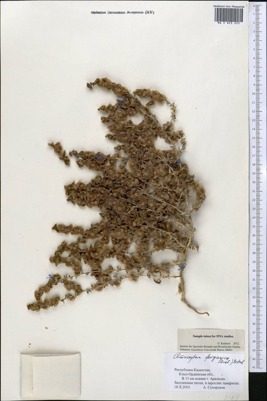 Climacoptera turcomanica (Litv.) Botsch., Middle Asia, Syr-Darian deserts & Kyzylkum (M7) (Kazakhstan)