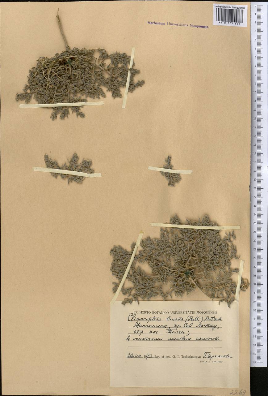 Climacoptera turcomanica (Litv.) Botsch., Middle Asia, Caspian Ustyurt & Northern Aralia (M8) (Kazakhstan)
