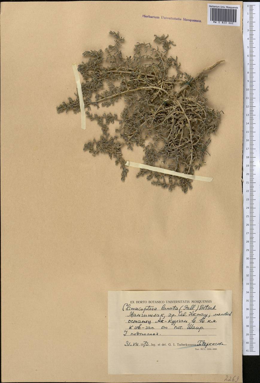 Climacoptera turcomanica (Litv.) Botsch., Middle Asia, Caspian Ustyurt & Northern Aralia (M8) (Kazakhstan)