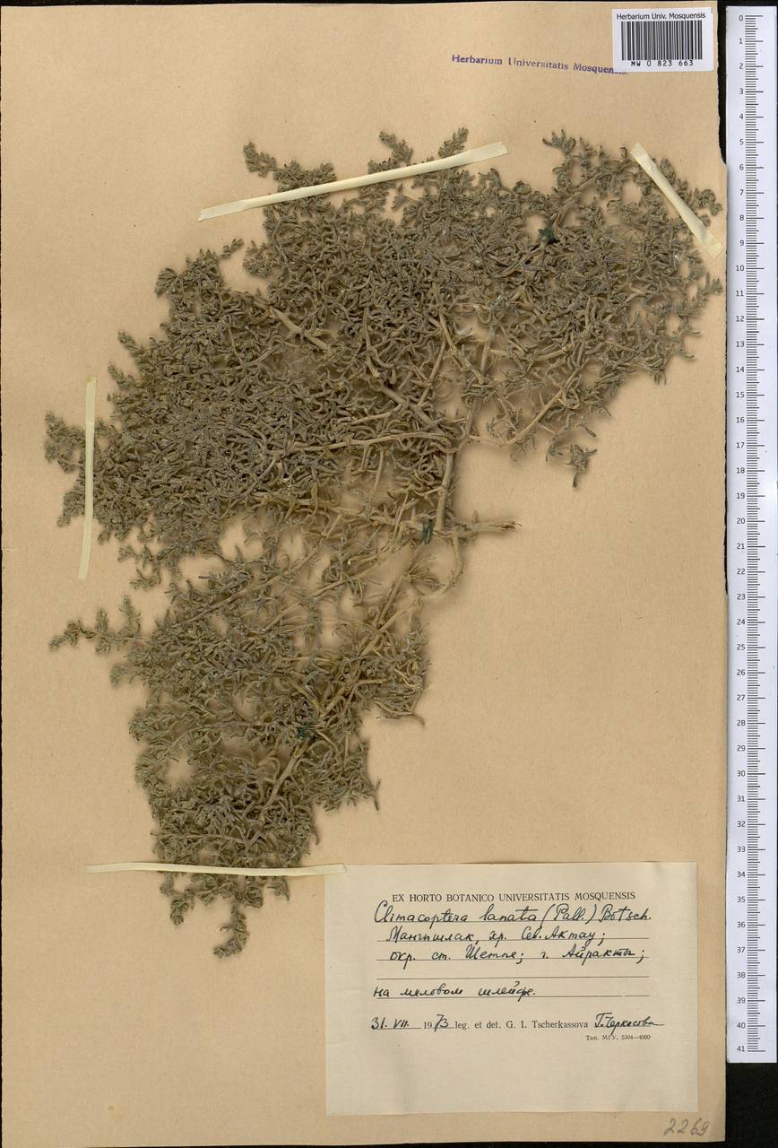 Climacoptera turcomanica (Litv.) Botsch., Middle Asia, Caspian Ustyurt & Northern Aralia (M8) (Kazakhstan)