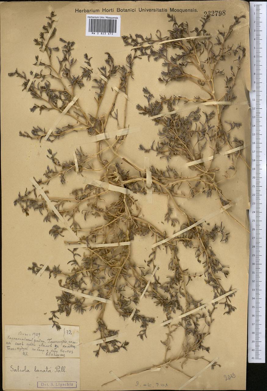 Climacoptera kasakorum (Iljin) Botsch., Middle Asia, Muyunkumy, Balkhash & Betpak-Dala (M9) (Kazakhstan)