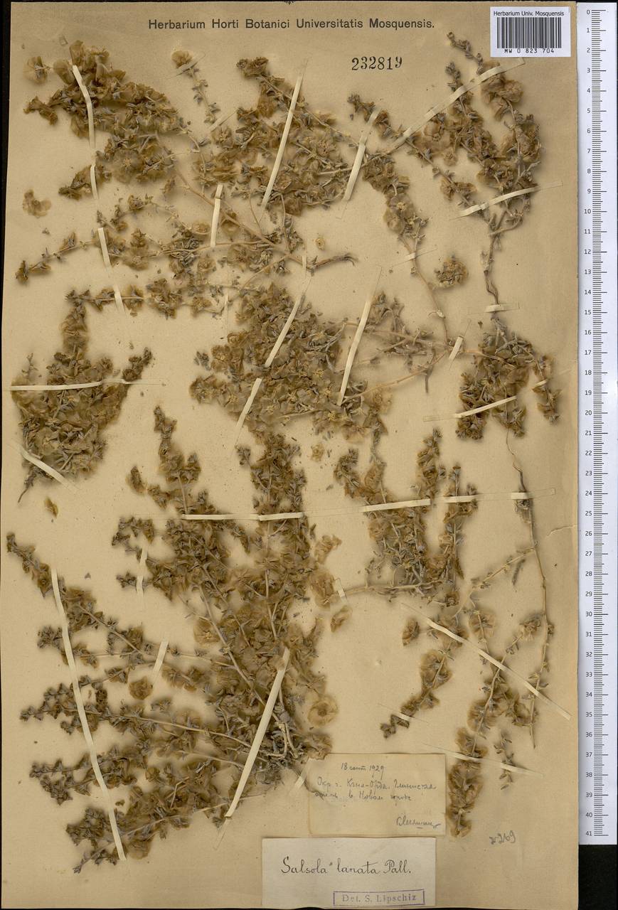 Climacoptera lanata (Pall.) Botsch., Middle Asia, Syr-Darian deserts & Kyzylkum (M7) (Kazakhstan)
