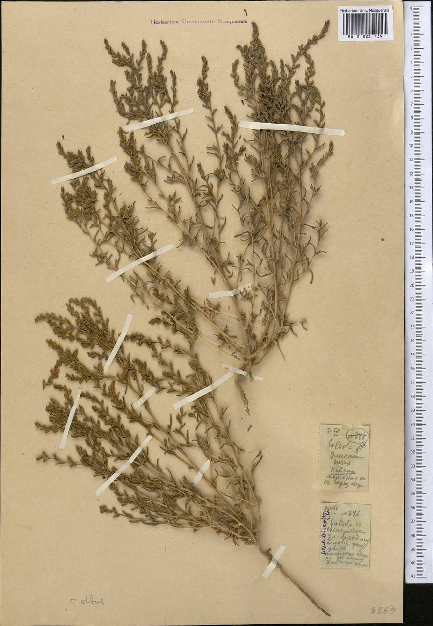 Climacoptera obtusifolia (Schrenk) Botsch., Middle Asia, Western Tian Shan & Karatau (M3) (Kazakhstan)