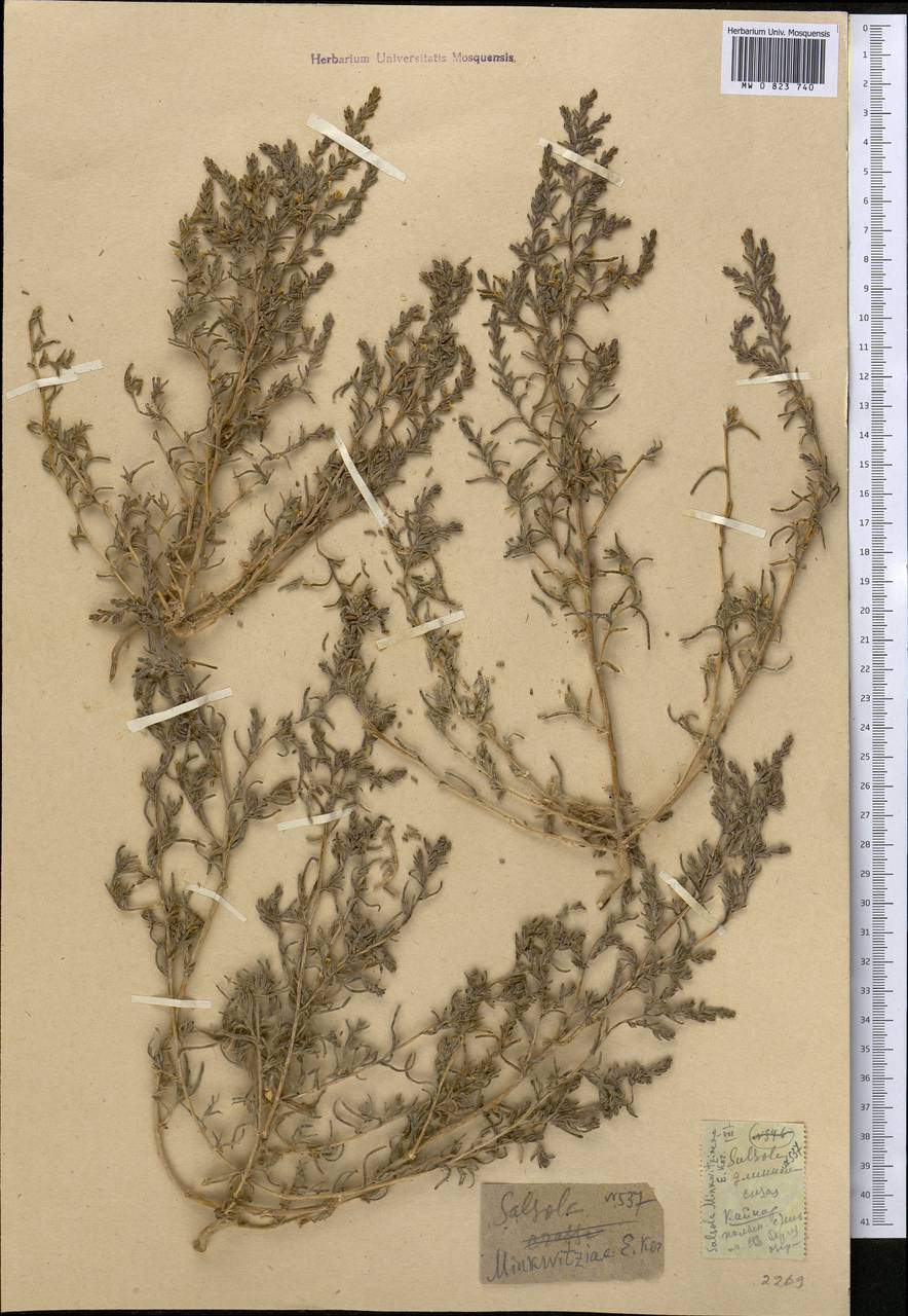 Climacoptera obtusifolia (Schrenk) Botsch., Middle Asia, Western Tian Shan & Karatau (M3) (Kazakhstan)