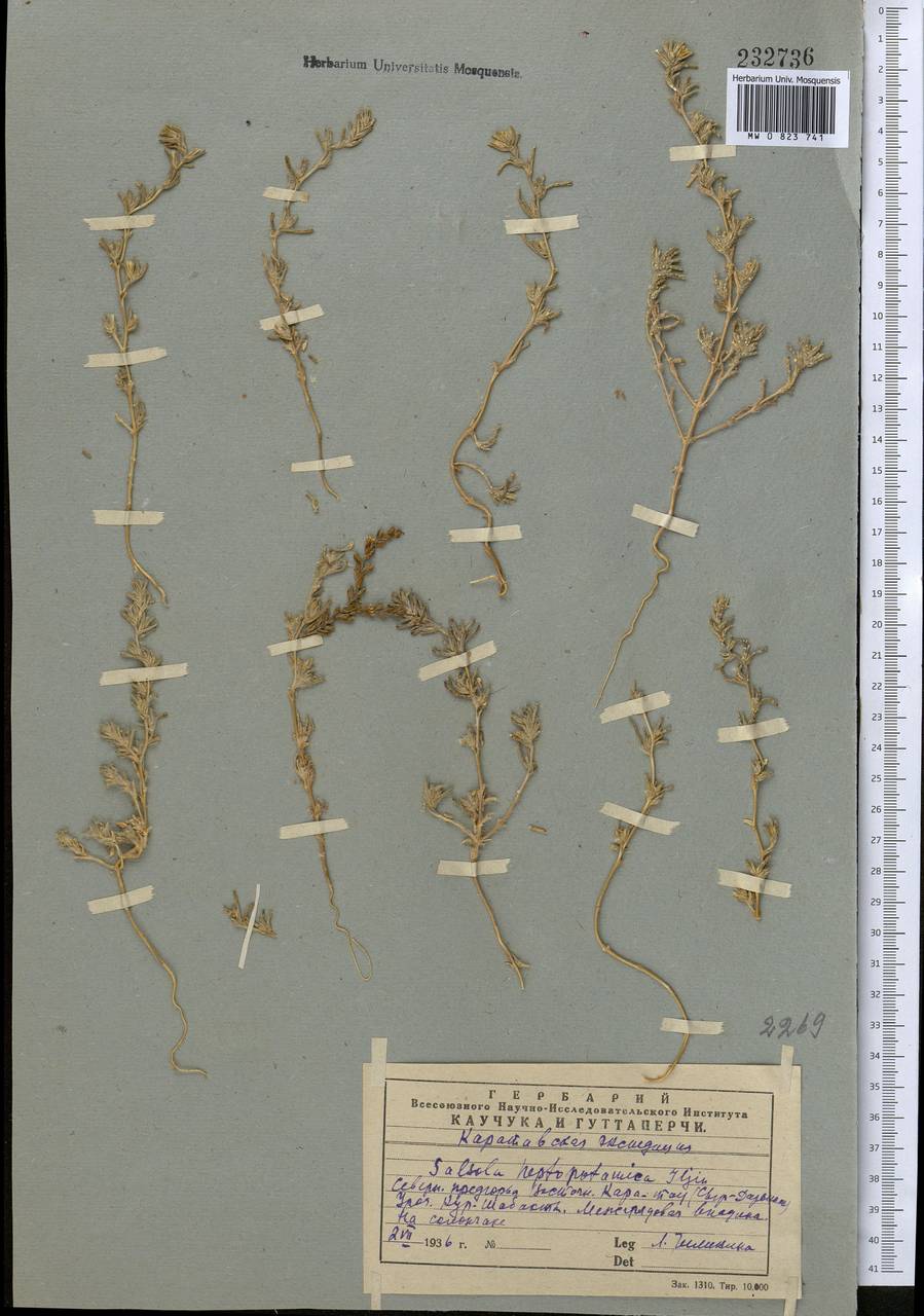 Climacoptera obtusifolia (Schrenk) Botsch., Middle Asia, Western Tian Shan & Karatau (M3) (Kazakhstan)