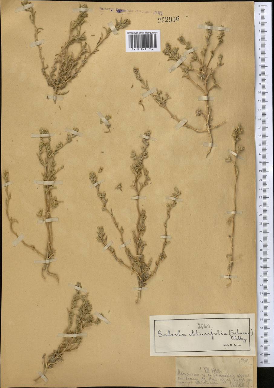 Climacoptera obtusifolia (Schrenk) Botsch., Middle Asia, Muyunkumy, Balkhash & Betpak-Dala (M9) (Kazakhstan)