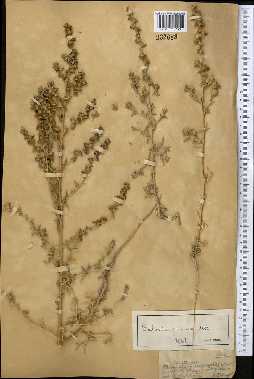 Climacoptera obtusifolia (Schrenk) Botsch., Middle Asia, Muyunkumy, Balkhash & Betpak-Dala (M9) (Kazakhstan)