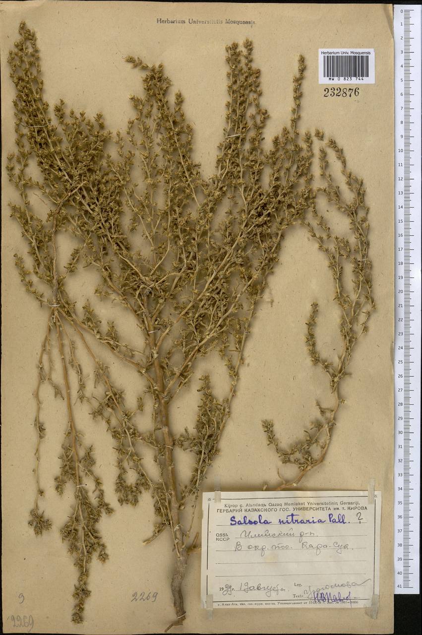 Climacoptera obtusifolia (Schrenk) Botsch., Middle Asia, Muyunkumy, Balkhash & Betpak-Dala (M9) (Kazakhstan)