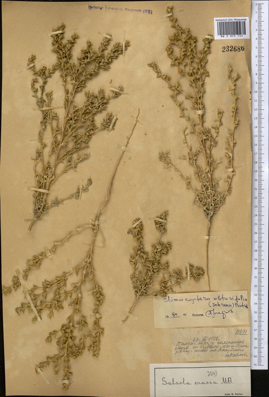 Climacoptera obtusifolia (Schrenk) Botsch., Middle Asia, Muyunkumy, Balkhash & Betpak-Dala (M9) (Kazakhstan)