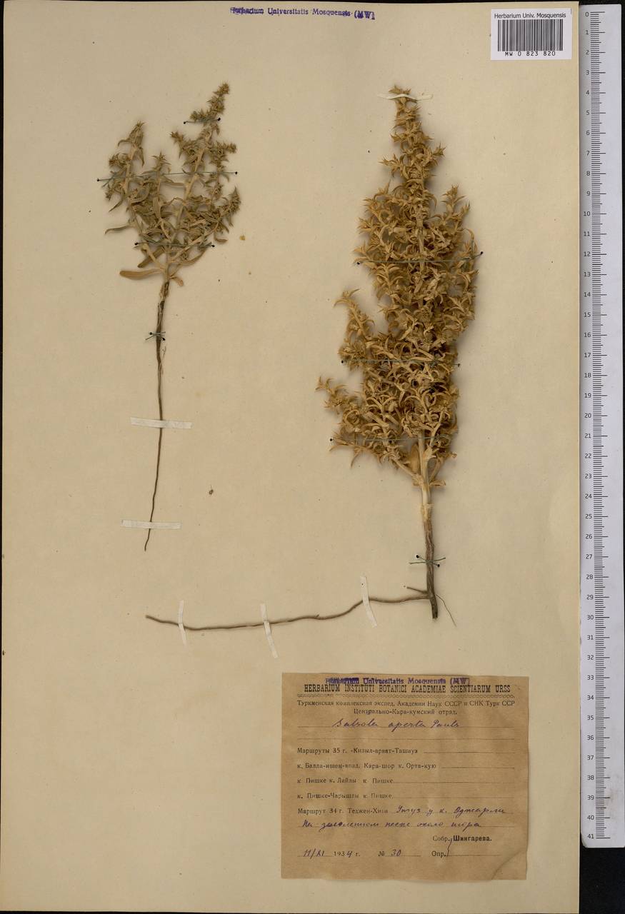 Turania aperta (Paulsen) Akhani, Middle Asia, Karakum (M6) (Turkmenistan)