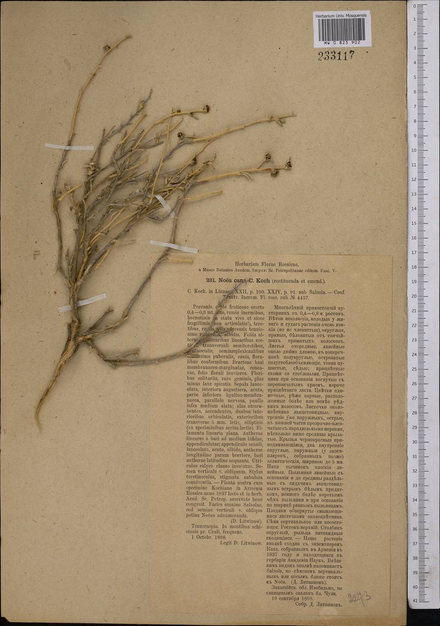 Kaviria aucheri (Moq.) Akhani, Middle Asia, Kopet Dag, Badkhyz, Small & Great Balkhan (M1) (Turkmenistan)