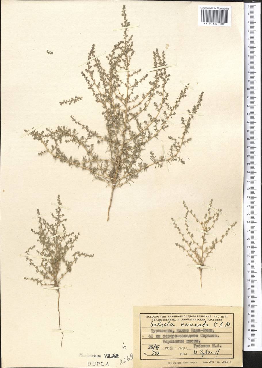 Caroxylon turkestanicum (Litv.) Akhani & Roalson, Middle Asia, Karakum (M6) (Turkmenistan)