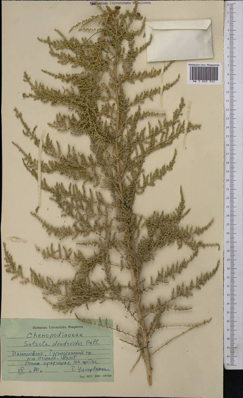 Nitrosalsola dendroides (Pall.) Theodorova, Middle Asia, Pamir & Pamiro-Alai (M2) (Tajikistan)