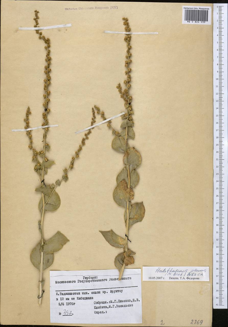 Halothamnus glaucus (M. Bieb.) Botsch., Middle Asia, Pamir & Pamiro-Alai (M2) (Tajikistan)