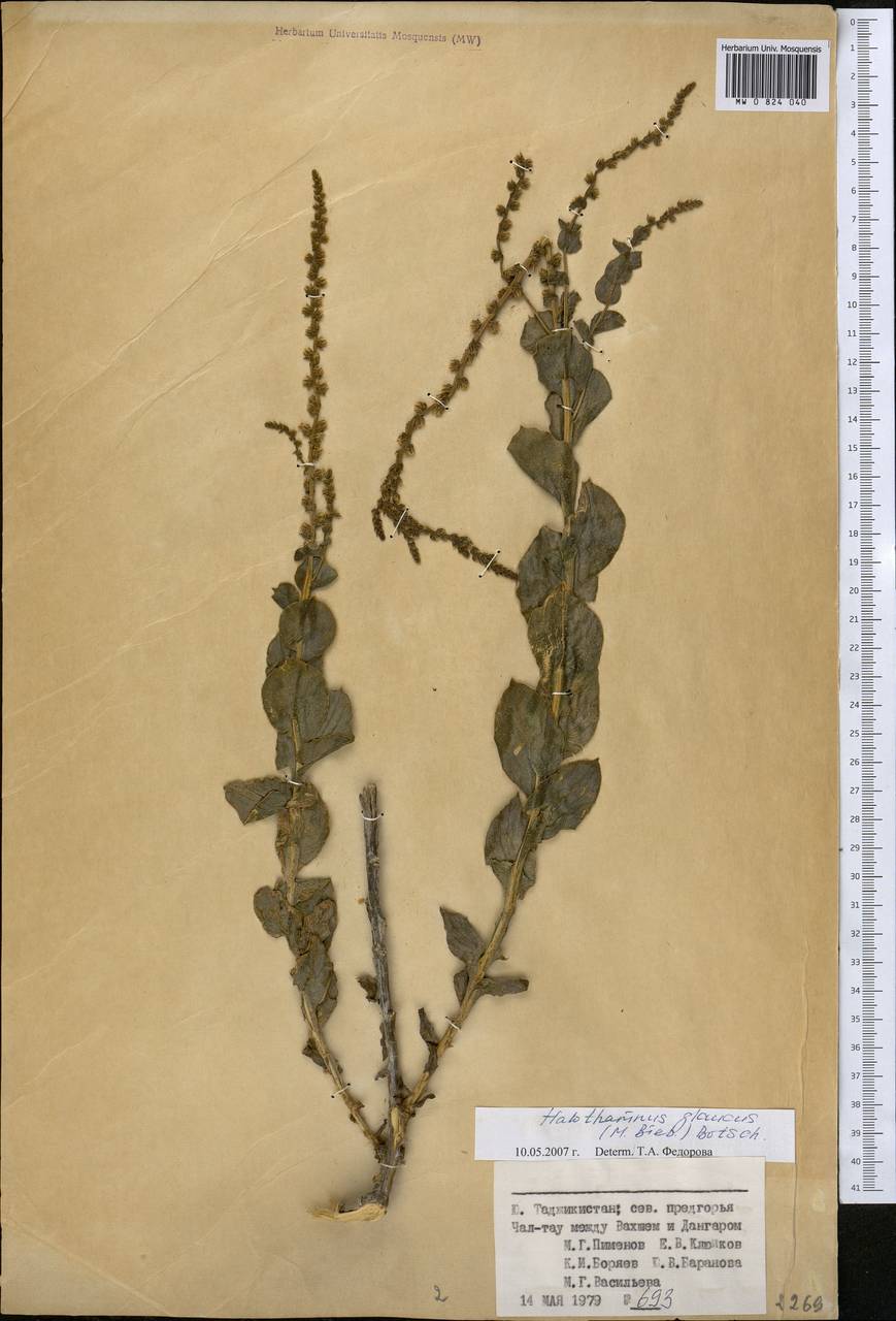 Halothamnus glaucus (M. Bieb.) Botsch., Middle Asia, Pamir & Pamiro-Alai (M2) (Tajikistan)