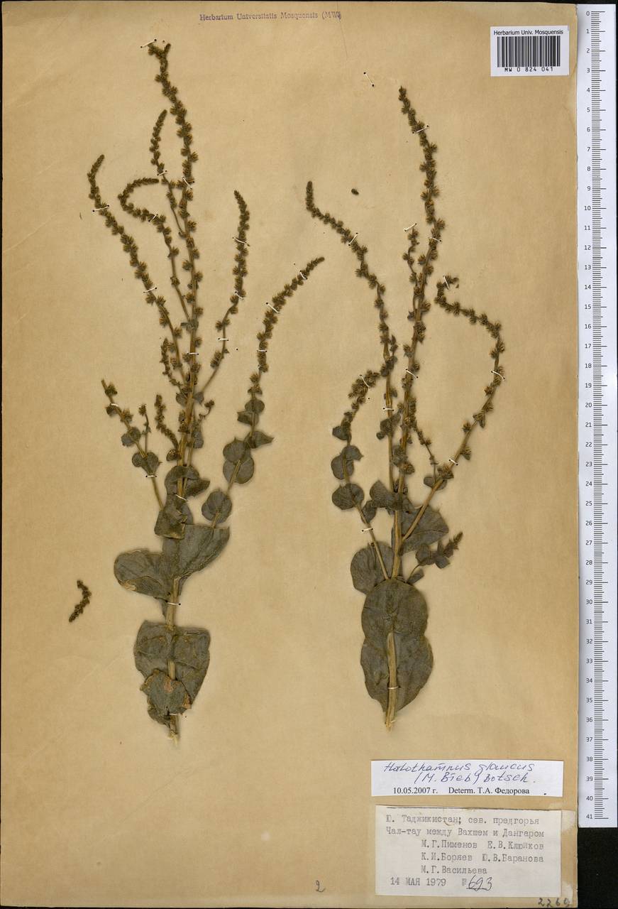 Halothamnus glaucus (M. Bieb.) Botsch., Middle Asia, Pamir & Pamiro-Alai (M2) (Tajikistan)