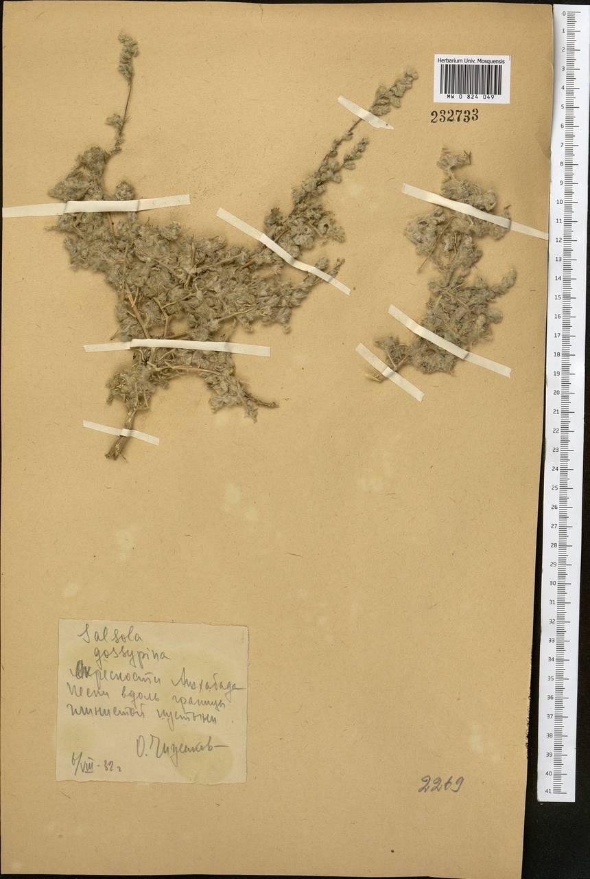 Kaviria gossypina (Bunge ex Boiss.) Akhani, Middle Asia, Karakum (M6) (Turkmenistan)