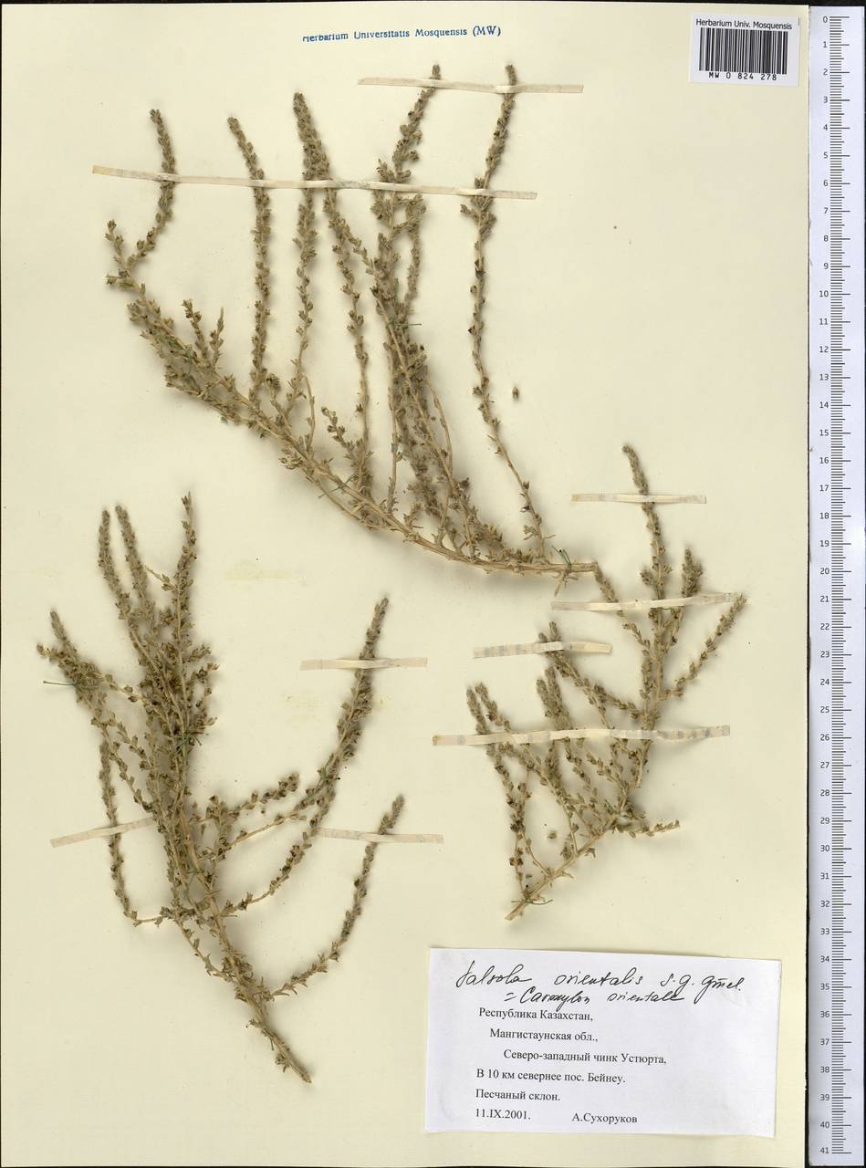 Nitrosalsola orientalis (S. G. Gmel.) Theodorova, Middle Asia, Caspian Ustyurt & Northern Aralia (M8) (Kazakhstan)