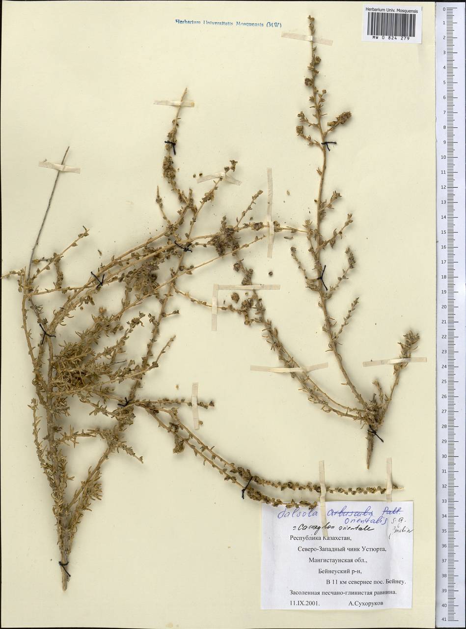 Nitrosalsola orientalis (S. G. Gmel.) Theodorova, Middle Asia, Caspian Ustyurt & Northern Aralia (M8) (Kazakhstan)
