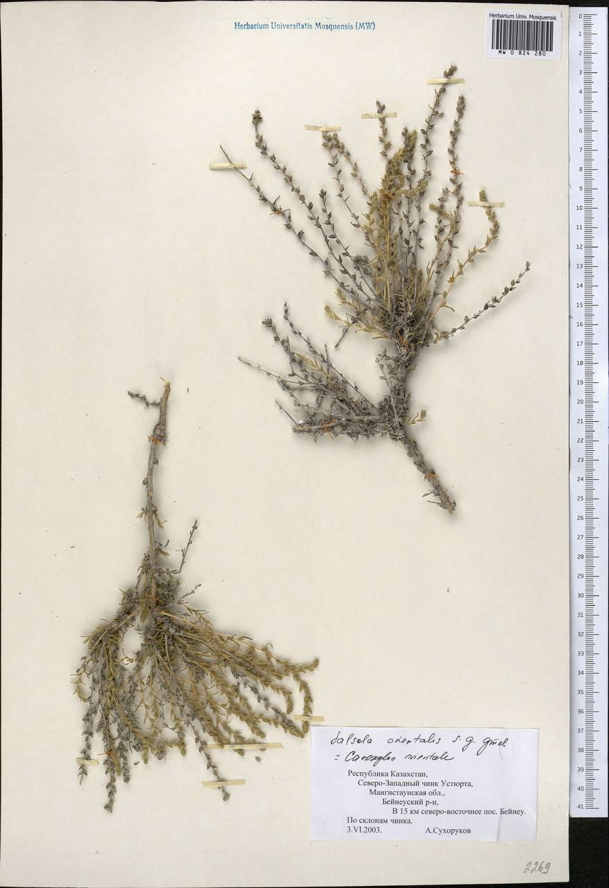 Nitrosalsola orientalis (S. G. Gmel.) Theodorova, Middle Asia, Caspian Ustyurt & Northern Aralia (M8) (Kazakhstan)