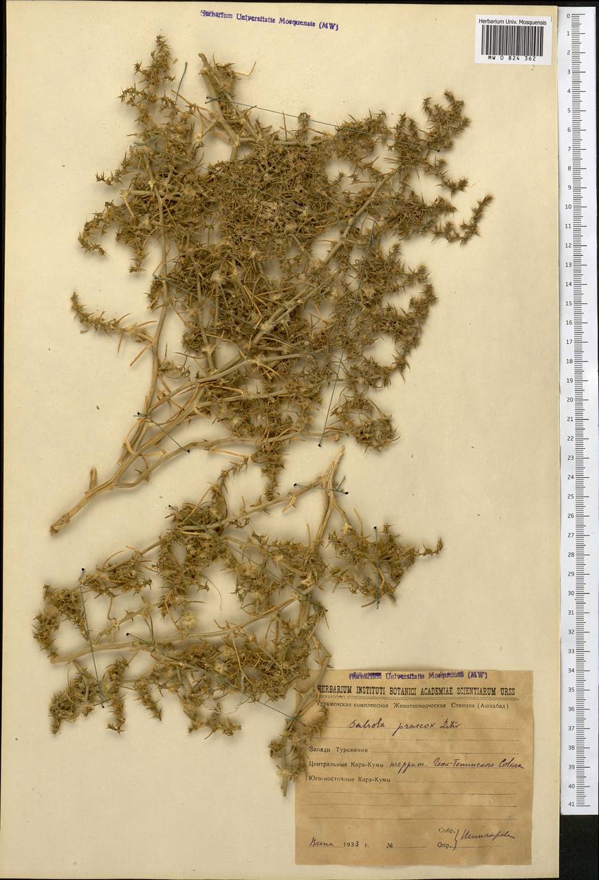 Kali praecox (Litv.) Sukhor., Middle Asia, Karakum (M6) (Turkmenistan)