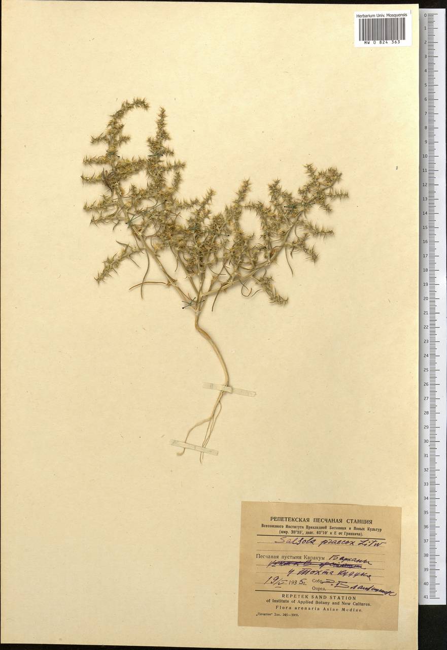 Kali praecox (Litv.) Sukhor., Middle Asia, Karakum (M6) (Turkmenistan)