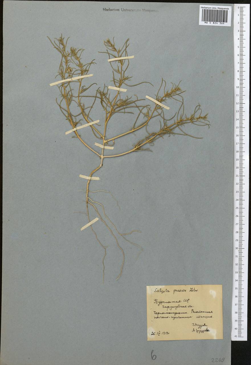 Kali praecox (Litv.) Sukhor., Middle Asia, Karakum (M6) (Turkmenistan)