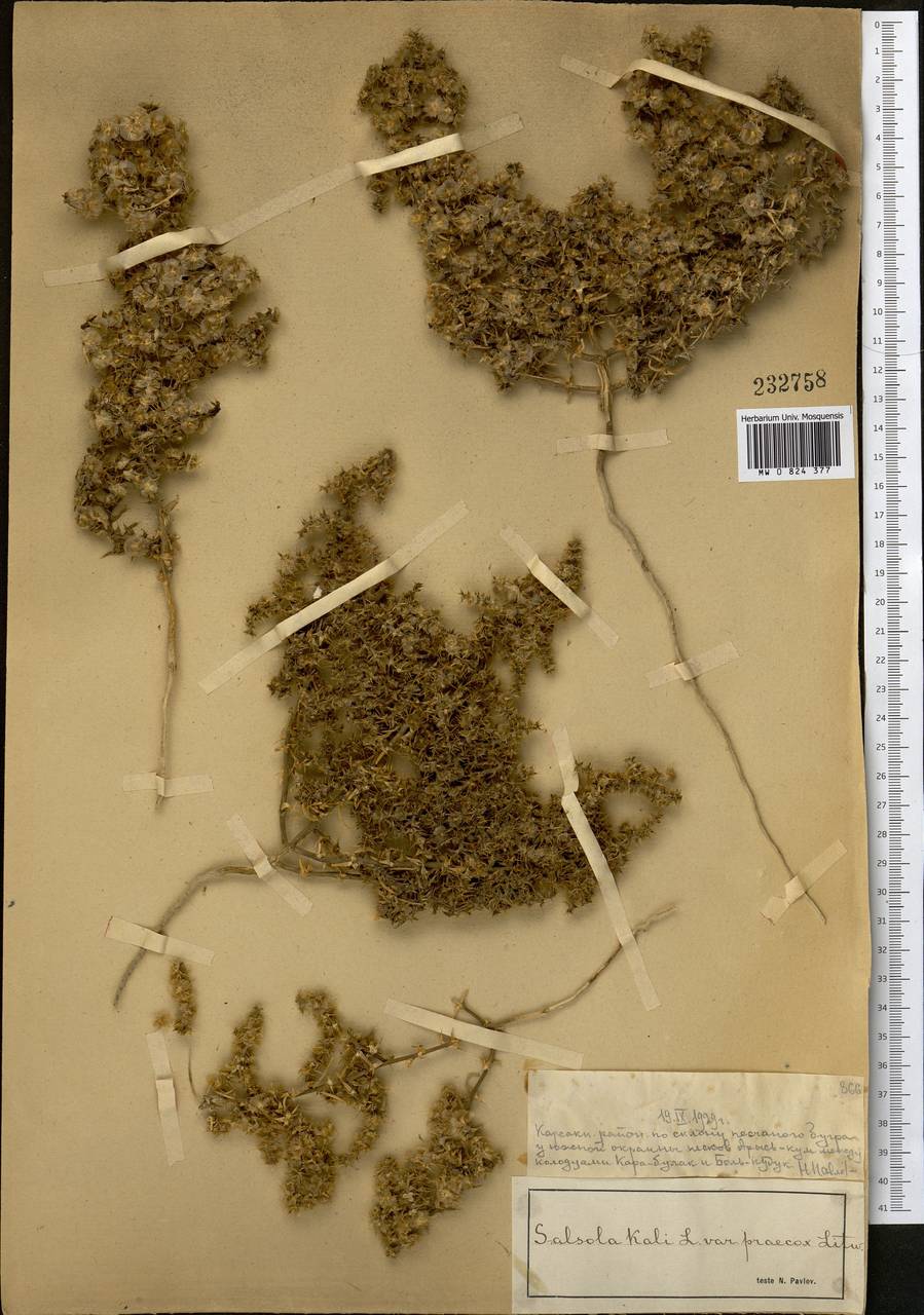 Kali praecox (Litv.) Sukhor., Middle Asia, Muyunkumy, Balkhash & Betpak-Dala (M9) (Kazakhstan)