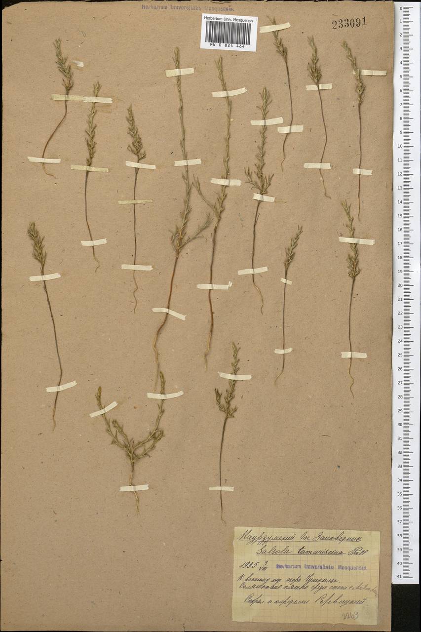 Salsola tamariscina Pall., Middle Asia, Northern & Central Kazakhstan (M10) (Kazakhstan)